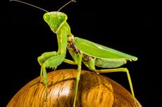 5 Fakta Belalang Sembah, Serangga Predator yang Ganas