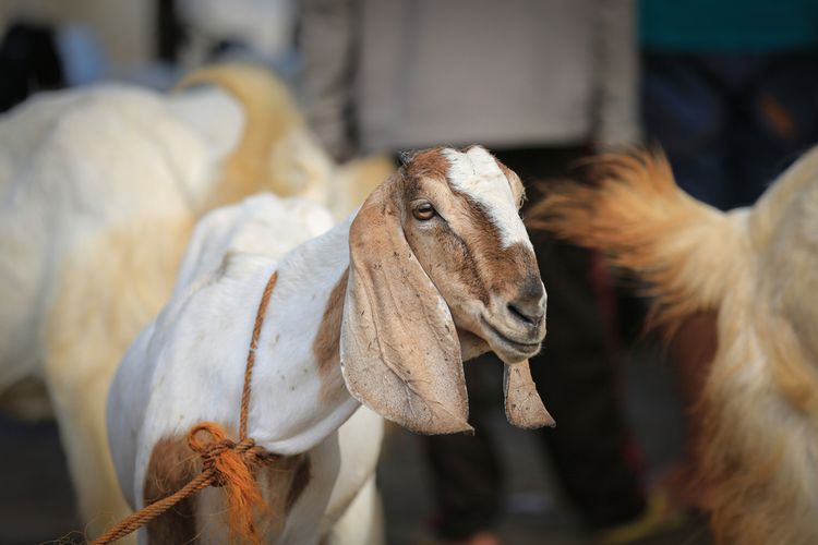 Ilustrasi kambing untuk Tradis Kaul dan Abda'u di Tulehu, Maluku