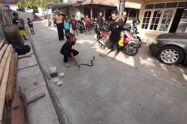 Ular Kobra yang ditangkap Warga dan Komunitas Pecinta Reptil di Dusun Kepek I, Desa Kepek, Kecamatan Wonosari, Gunungkidul Kamis (6/12/2019)