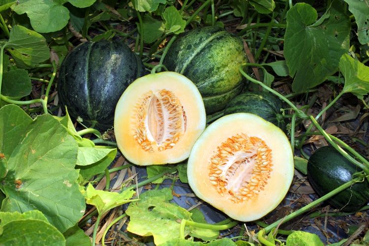 Ilustrasi buah blewah, menanam blewah. 