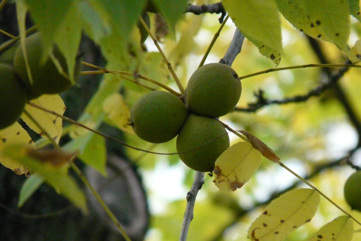 Pohon kenari hitam yang melakukan alelopati