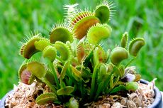 Kenapa Tanaman Venus Flytrap Memakan Serangga?