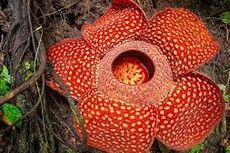 Mengenal Fakta Unik Bunga Rafflesia Arnoldii Yang Kamu Harus Tahu!