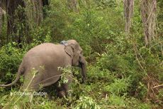 Minimalisasi Konflik dengan Manusia, Gajah Liar Dipasangi GPS