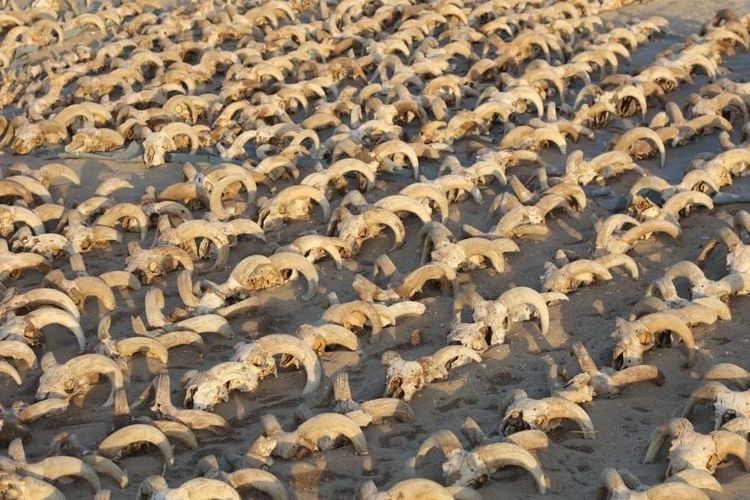 Foto ribuan tengkorak domba jantan yang dimumikan di kuil Ramses II