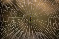 Gampang, Begini Cara Mencegah Sarang Laba-laba Muncul di Rumah