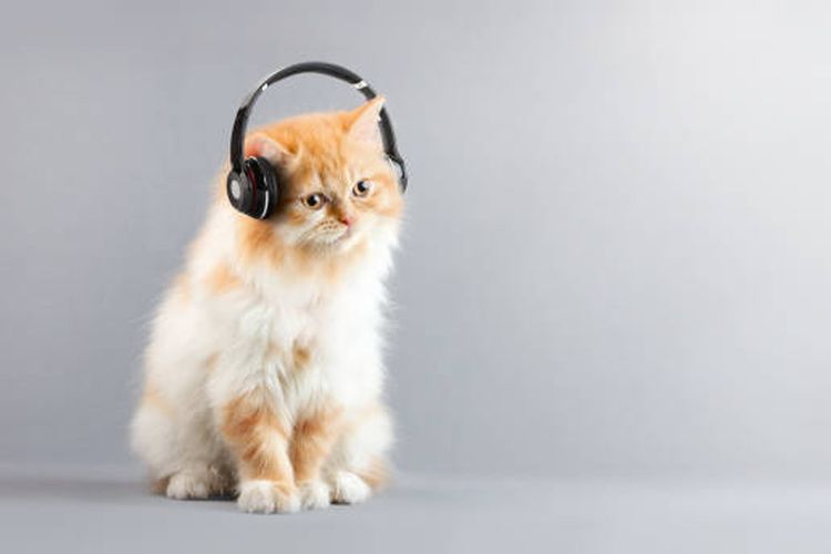 Ilustrasi jenis musik yang disukai kucing.