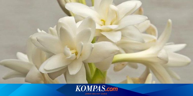 Aneka Khasiat Bunga Sedap Malam Halaman All Kompas Com
