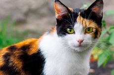 11 Fakta Menarik Kucing Calico, Bisa Bawa Keberuntungan