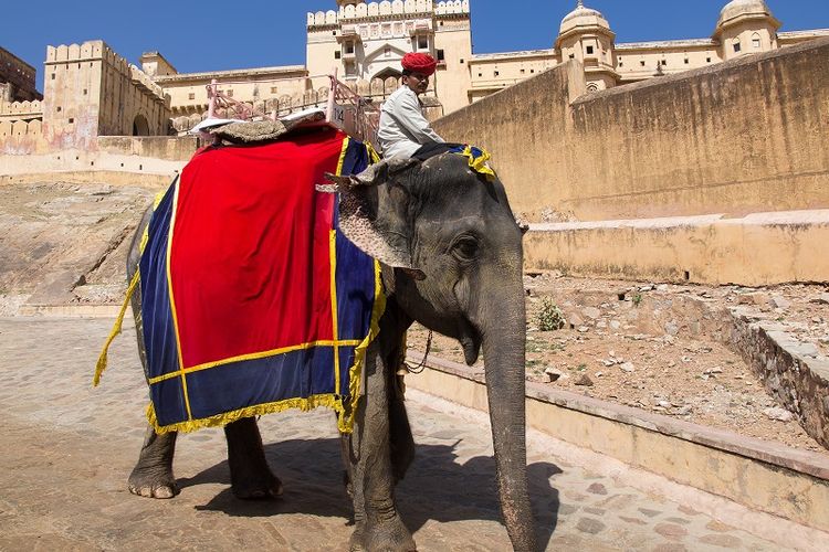 Seekor gajah yang berada di sebuah tempat wisata di negara bagian Rajashtan, India.