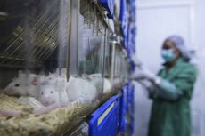 Ilmuwan Israel Berhasil Buat Tikus Lumpuh Bergerak Lagi, Uji Coba ke Manusia Direncanakan