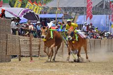 1 Korban Kericuhan Karapan Sapi Piala Presiden di Bangkalan Kritis