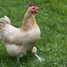 Mengapa Ayam Berkokok Saat Setelah Bertelur?