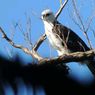 Wisata Mengamati Burung Endemik Flores NTT Mulai Hidup Kembali
