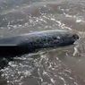 4 Lumba-lumba Terdampar di Pantai Padanggalak Bali, BPSPL Upayakan Kembali ke Laut