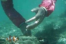 Nemo, Ikon Wisata Laut Kota Bengkulu