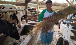 Krisis Iklim, Peternakan Sapi Perah Harus Modifikasi Suhu Kandang