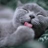 Bukan Jorok, Ini Alasan Kucing Saling Mengendus Bokong