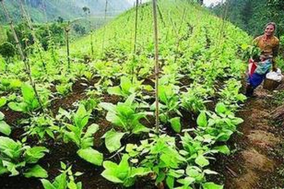 Ilustrasi petani tembakau