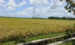 Pemerintah Percepat Strategi Mitigasi Kekeringan Hadapi El Nino