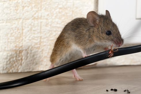 5 Cara Membasmi Tikus dari Dinding
