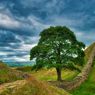 Pohon Robin Hood 300 Tahun di Inggris Ditebang, Pelakunya Ditahan Polisi