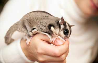 Mengenal Sugar Glider, Bisakah Menjadikannya Sebagai Hewan ...