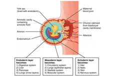 Lapisan Endodermis Embryo: Pengertian dan Fungsinya