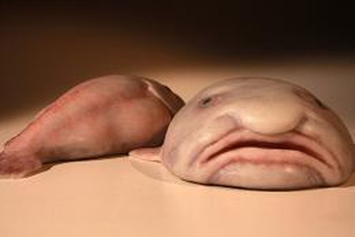 Blobfish