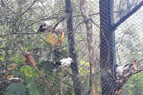 Belasan Burung Jalak Putih Dilepas di Tahura Raden Soerjo Mojokerto