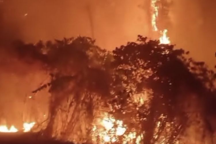 Kebakaran Hutan di Saleman Maluku Tengah Sebulan Belum Padam, Kebun Warga Hangus