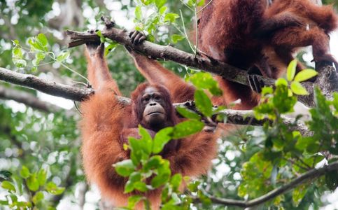 Over 23,000 Orangutans Live in Indonesia’s Central Kalimantan Forests
