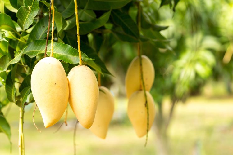 Ilustrasi mangga Nam Dok Mai, varietas mangga unggul dari Thailand.