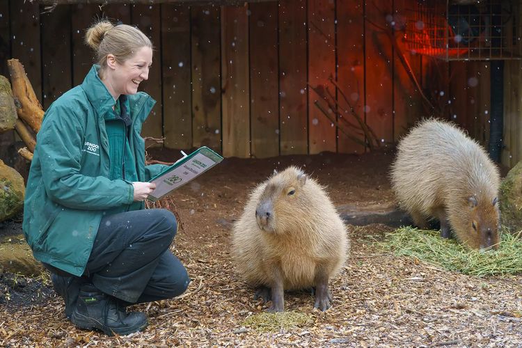 Salah satu petugas London Zoo, Inggris, bersama kapibara. London Zoo, Inggris, membangun pusat medis satwa baru yang memungkinkan pengunjung menyaksikan operasi hewan secara langsung.