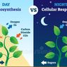 Perbedaan Fotosintesis dan Respirasi