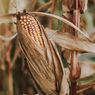 Kekeringan Ekstrem, 22 Hektar Tanaman Jagung di Sumbawa Alami Puso