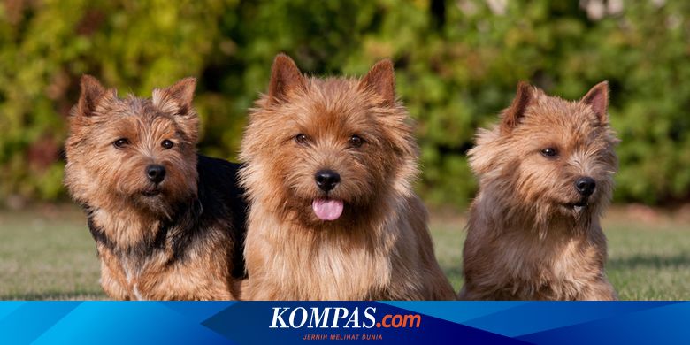 10 Rekomendasi Anjing Lucu yang Cocok Dipelihara - Vimarsana News
