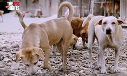 The Dog Copyrights, Upaya Menyelamatkan Anjing Telantar di Indonesia