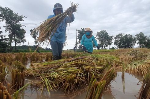 Banjir Rendam Rendam 3.121,3 Hektar Sawah, Pemkab Purworejo Klaim Tak Ada Gagal Panen