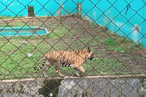 Heboh Harimau Medan Zoo Lemas Tak Berdaya, Pengelola: Sakit Sudah Lama   