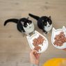 Memberi Makan Kucing Liar, Apa Jenis Makanan yang Diberikan?