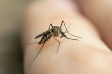 7 Jenis Tanaman untuk Mengusir Nyamuk, Bisa Ditanam di Depan Rumah