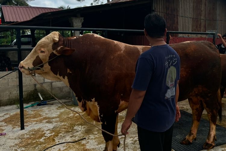 Daerah Terdampak Bencana Padang Kebagian Sapi Kurban Presiden Seberat 1,1 Ton
