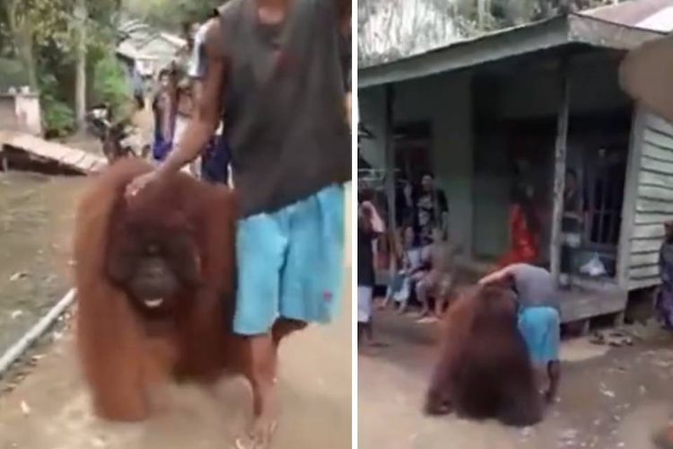 Tangkapan layar video yang menampilkan orangutan sedang jalan-jalan masuk permukiman warga di Kalimantan Timur.
