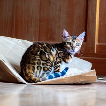 Ilustrasi kucing Bengal.