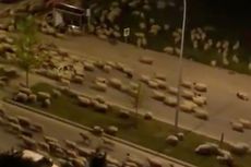 Kawanan Domba Invasi Kota Turki yang Terapkan Lockdown Covid-19