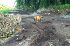 Warga Lubuk Dingin Sumsel Heboh, 5 Ekor Harimau Masuk Kebun Durian