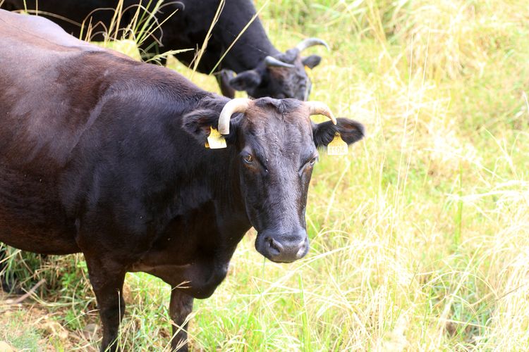 Berlari Liar di Jalanan Hingga Masuk ke Warung, Sapi Kurban di Blitar