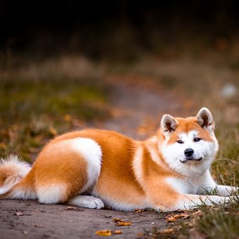 Ilustrasi ras anjing Akita. 