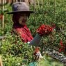 Kapan Waktu Terbaik Menanam Cabai, Awal, Puncak, atau Akhir Kemarau?